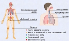 Интерактивные курсы. Биология 9 класс. Базовый. - fgospostavki.ru - Тихорецк