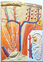 Модель барельефная "Почка" (макро-микростроение) - fgospostavki.ru - Тихорецк