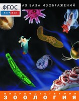 Зоология. Микрофотографии. (Цифровая база изображений) - fgospostavki.ru - Тихорецк