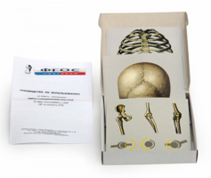 Модель-аппликация "Типы соединения костей" (набор из 7 карт) - fgospostavki.ru - Тихорецк