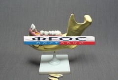 Модель "Челюсть разборная" - fgospostavki.ru - Тихорецк