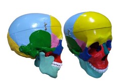 Модель "Череп" (с раскрашенными костями) - fgospostavki.ru - Тихорецк