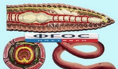 Модель барельефная "Внутреннее строение дождевого червя" - fgospostavki.ru - Тихорецк