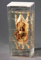 Влажный препарат "Внутреннее строение крысы" - fgospostavki.ru - Тихорецк