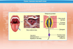 Интерактивные курсы. Биология 10 класс. Расширенный. - fgospostavki.ru - Тихорецк