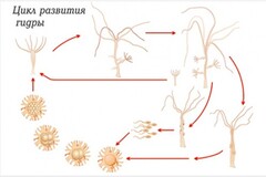 Модель-аппликация Строение и цикл развития гидры - fgospostavki.ru - Тихорецк