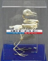 Скелет голубя - fgospostavki.ru - Тихорецк