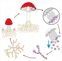 Модель-аппликация Размножение шляпочного гриба - fgospostavki.ru - Тихорецк