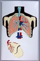 Модель барельефная "Строение легких" - fgospostavki.ru - Тихорецк