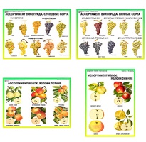 Плакаты ПРОФТЕХ "Ассортимент плодово-ягодных культур" (19 пл, винил, 70х100) - fgospostavki.ru - Тихорецк