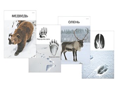 Комплект дидактических карточек "Следы на снегу" - fgospostavki.ru - Тихорецк