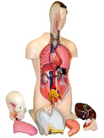 Торс человека разборный (42 см.) - fgospostavki.ru - Тихорецк