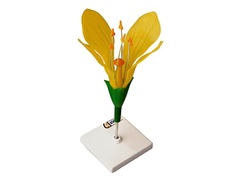 Модель цветка капусты - fgospostavki.ru - Тихорецк