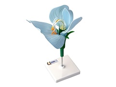 Модель цветка гороха - fgospostavki.ru - Тихорецк