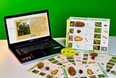 Коллекция натурально-интерактивная "Шишки, плоды, семена деревьев и кустарников" - fgospostavki.ru - Тихорецк