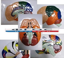 Модель барельефная "Доли, извилины, цитоархитектонические поля головного мозга" (5 планшетов) - fgospostavki.ru - Тихорецк