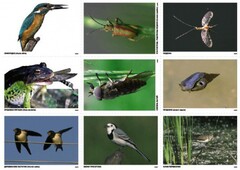 Комплект таблиц Природные зоны России. Сообщества (комплект 18 таблиц) - fgospostavki.ru - Тихорецк