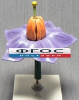 Модель "Цветок картофеля" - fgospostavki.ru - Тихорецк