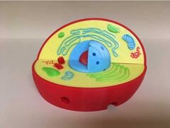 Модель растительной клетки - fgospostavki.ru - Тихорецк