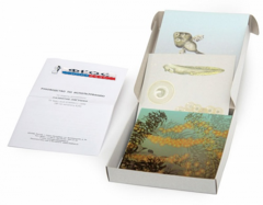 Модель-аппликация "Развитие лягушки" (набор из 10 карт) - fgospostavki.ru - Тихорецк