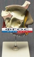 Модель "Разрез носоглотки" - fgospostavki.ru - Тихорецк