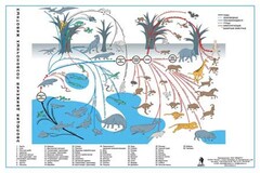 Комплект таблиц "Эволюция движений позвоночных животных" - fgospostavki.ru - Тихорецк