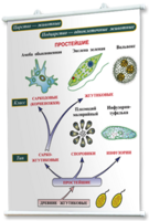 Плакаты по биологии для оформления кабинета. - fgospostavki.ru - Тихорецк