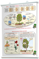 Плакаты по природоведению 2-3 классы. Для оформления кабинета. - fgospostavki.ru - Тихорецк