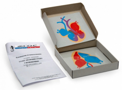 Модель-аппликация "Этапы эволюции сердца у позвоночных" (набор из 4 карт) - fgospostavki.ru - Тихорецк