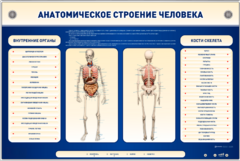 Электрифицированный стенд-тренажер c макетом скелета "Анатомическое строение человека" - fgospostavki.ru - Тихорецк