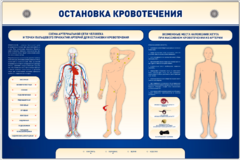 Электрифицированный стенд-тренажер "Остановка кровотечения" - fgospostavki.ru - Тихорецк