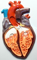 Модель барельефная "Строение сердца человека" - fgospostavki.ru - Тихорецк
