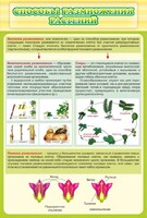 Стенд "Способы размножения растений" - fgospostavki.ru - Тихорецк