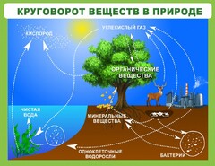 Стенд "Круговорот веществ" - fgospostavki.ru - Тихорецк