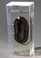 Влажный препарат "Уж" - fgospostavki.ru - Тихорецк