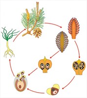 Модель-аппликация Размножение сосны - fgospostavki.ru - Тихорецк