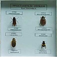 Коллекция энтомологическая "Представители отряда насекомых" - fgospostavki.ru - Тихорецк