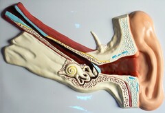 Модель барельефная "Ухо человека" (часть 1) - fgospostavki.ru - Тихорецк