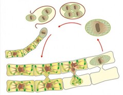 Модель-аппликация Размножение многоклеточной водоросли - fgospostavki.ru - Тихорецк