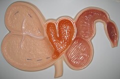 Модель барельефная "Желудок жвачного животного" - fgospostavki.ru - Тихорецк