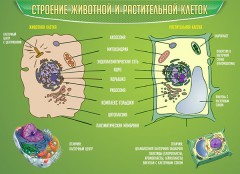  Биология - fgospostavki.ru - Тихорецк