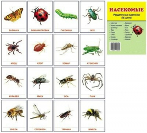 Раздаточные карточки "Насекомые" - fgospostavki.ru - Тихорецк
