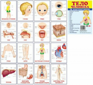 Раздаточные карточки "Тело человека" - fgospostavki.ru - Тихорецк