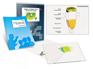 Комплект кодотранспарантов "Корень. Стебель. Лист (Внутреннее строение)" - fgospostavki.ru - Тихорецк