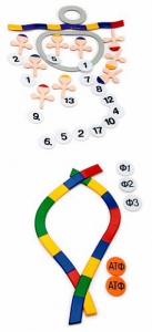 Модель-аппликация "Биосинтез белка" (набор из 49 пластмассовых фигур) - fgospostavki.ru - Тихорецк