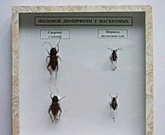 Коллекция энтомологическая "Половой диморфизм" - fgospostavki.ru - Тихорецк