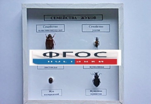 Коллекция "Семейство жуков" - fgospostavki.ru - Тихорецк