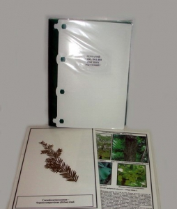Гербарий "Эволюция высших растений" (ламинированный) - fgospostavki.ru - Тихорецк