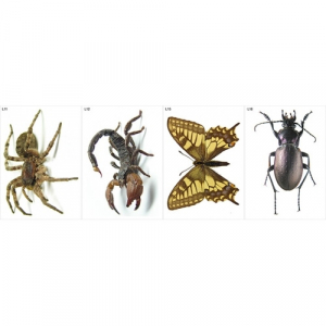 Модель-аппликация Многообразие беспозвоночных - fgospostavki.ru - Тихорецк