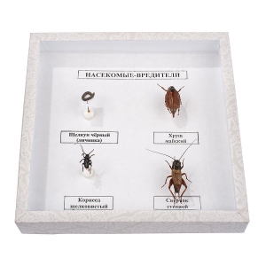 Коллекция энтомологическая "Насекомые вредители" - fgospostavki.ru - Тихорецк